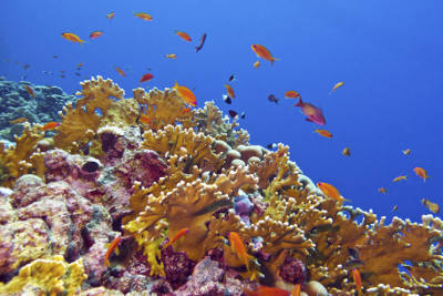 الشعاب المرجانية في الشرق الأوسط مدرَّبة على العيش في المياه الدافئة